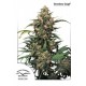 Semillas feminizadas Strawberry Cough