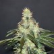 Mataro Blue CBD (3 semillas)