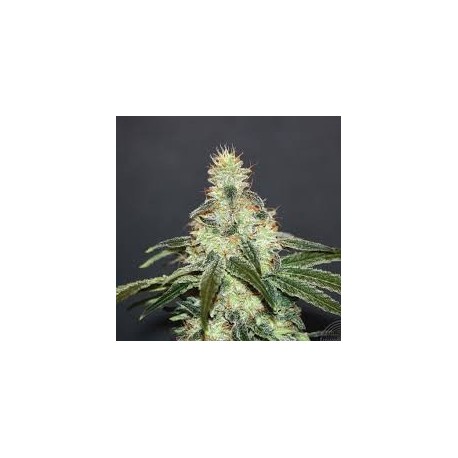 Mataro Blue CBD (3 semillas)