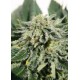 Semillas Heavy Bud de Advanced Seeds