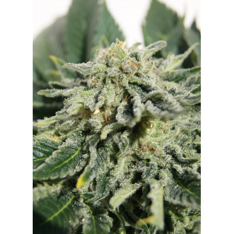 Semillas Heavy Bud de Advanced Seeds