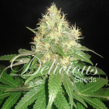 Semillas Northern Light Blue de Delicious Seeds