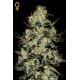 Semillas de marihuana Moby Dick