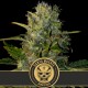 Santa Muerte de Blimburn Seeds