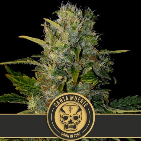 Santa Muerte de Blimburn Seeds