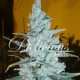 Semillas Critical Jack Herer