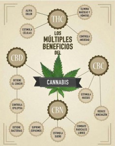 cannabinoides-beneficios-marihuana-infografia-1